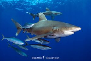 Oceanic Whitetip Shark, Carcharhinus longimanis. A circumtropical ocean wanderer. Cat Island, Bahamas.