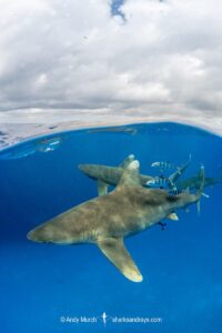 Oceanic Whitetip Shark, Carcharhinus longimanis. A circumtropical ocean wanderer. Cat Island, Bahamas.