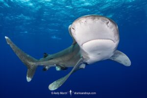 Oceanic Whitetip Shark, Carcharhinus longimanis. A circumtropical ocean wanderer. Cat Island, Bahamas.