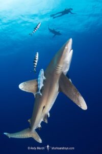Oceanic Whitetip Shark, Carcharhinus longimanis. A circumtropical ocean wanderer. Cat Island, Bahamas.
