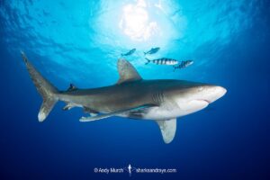 Oceanic Whitetip Shark, Carcharhinus longimanis. A circumtropical ocean wanderer. Cat Island, Bahamas.