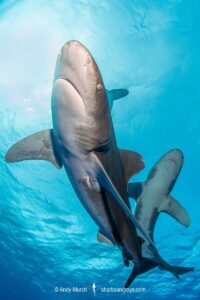 Oceanic Whitetip Shark, Carcharhinus longimanis. A circumtropical ocean wanderer. Cat Island, Bahamas.