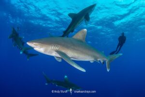 Oceanic Whitetip Shark, Carcharhinus longimanis. A circumtropical ocean wanderer. Cat Island, Bahamas.