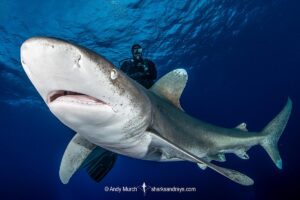 Oceanic Whitetip Shark, Carcharhinus longimanis. A circumtropical ocean wanderer. Cat Island, Bahamas.