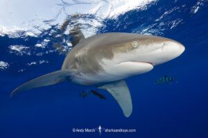 Oceanic Whitetip Shark, Carcharhinus longimanis. A circumtropical ocean wanderer. Cat Island, Bahamas.