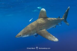 Oceanic Whitetip Shark, Carcharhinus longimanis. A circumtropical ocean wanderer. Cat Island, Bahamas.