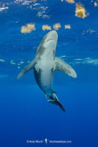 Oceanic Whitetip Shark, Carcharhinus longimanis. A circumtropical ocean wanderer. Cat Island, Bahamas.