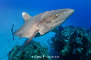 Oceanic Whitetip Shark, Carcharhinus longimanis. A circumtropical ocean wanderer. Cat Island, Bahamas.