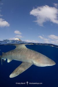 Oceanic Whitetip Shark, Carcharhinus longimanis. A circumtropical ocean wanderer. Cat Island, Bahamas.