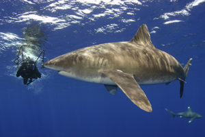 Oceanic Whitetip Shark, Carcharhinus longimanus, Columbus Point, Cat Island, Bahamas, Caribbean Sea.