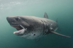 Salmon Shark, Lamna ditropis, Port Fidalgo, Prince William Sound, Alaska, North Pacific Ocean.