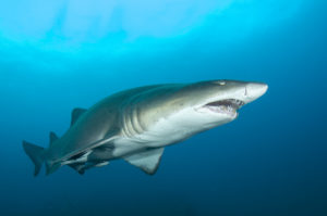 Sandtiger Shark floating