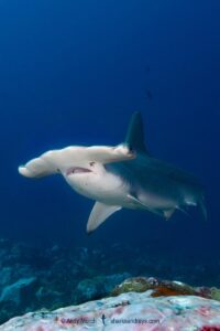 Scalloped Hammerhead Shark, Sphyrna lewini. Nuku Hiva, Marquesas Archipelago, French Polynesia, South Pacific.