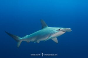 Scalloped Hammerhead Shark, Sphyrna lewini. San Benedicto Island, Revillagigedo Archipelago, Mexico, Eastern Pacific.