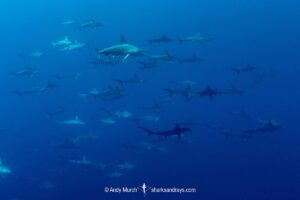 Scalloped Hammerhead Shark, Sphyrna lewini. San Benedicto Island, Revillagigedo Archipelago, Mexico, Eastern Pacific.
