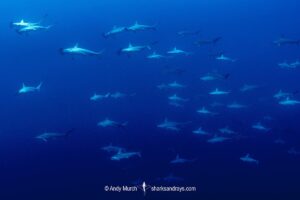 Scalloped Hammerhead Shark, Sphyrna lewini. San Benedicto Island, Revillagigedo Archipelago, Mexico, Eastern Pacific.