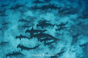 Scalloped Hammerhead Shark, Sphyrna lewini. Darwin Island, Galapagos Islands, South Pacific.