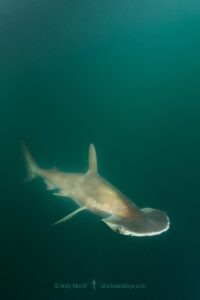 Scoophead Shark, Sphyrna media, a small species of hammerhead shark confined to the coastal waters of Central America. Released Specimen. Isla Chepillo, Rio Bayano, Panama.