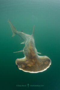 Scoophead Shark, Sphyrna media, a small species of hammerhead shark confined to the coastal waters of Central America. Released Specimen. Isla Chepillo, Rio Bayano, Panama.