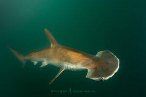 Scoophead Shark, Sphyrna media, a small species of hammerhead shark confined to the coastal waters of Central America. Released Specimen. Isla Chepillo, Rio Bayano, Panama.