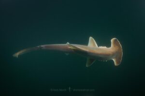 Scoophead Shark, Sphyrna media, a small species of hammerhead shark confined to the coastal waters of Central America. Released Specimen. Isla Chepillo, Rio Bayano, Panama.