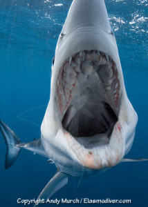 Shortfin Mako Shark, Isurus oxyrinchus, San Diego, California, USA, Eastern Pacific.