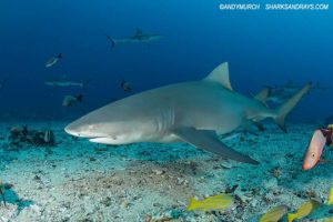 Sicklefin Lemon Shark, Negaprion acutidens. Aka sharptooth lemon shark or Indo-Pacific Lemon Shark. White Valley, Tahiti, Society Islands, French Polynesia.