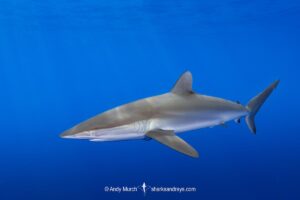 Silky Shark, Carcharhinus falciformis. A requiem shark associated with offshore reefs and blue water. Circumtropical. Andros Island, Bahamas,, Caribbean Sea.