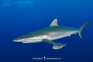 Silky Shark, Carcharhinus falciformis. A requiem shark associated with offshore reefs and blue water. Circumtropical. Socorro Island, Mexico, Eastern Pacific.