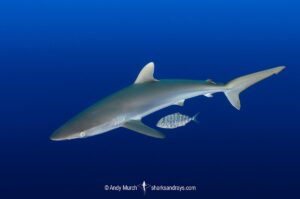Silky Shark, Carcharhinus falciformis. A requiem shark associated with offshore reefs and blue water. Circumtropical. Socorro Island, Mexico, Eastern Pacific.