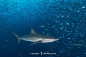 Silky Shark, Carcharhinus falciformis. A requiem shark associated with offshore reefs and blue water. Circumtropical. Socorro Island, Mexico, Eastern Pacific.