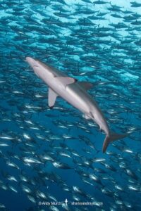 Silky Shark, Carcharhinus falciformis. A requiem shark associated with offshore reefs and blue water. Circumtropical. Socorro Island, Mexico, Eastern Pacific.