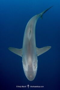 Silky Shark, Carcharhinus falciformis. A requiem shark associated with offshore reefs and blue water. Circumtropical. Socorro Island, Mexico, Eastern Pacific.