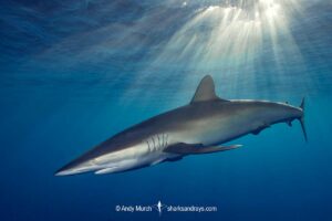 Silky Shark, Carcharhinus falciformis. A requiem shark associated with offshore reefs and blue water. Circumtropical. Socorro Island, Mexico, Eastern Pacific.