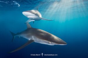 Silky Shark, Carcharhinus falciformis. A requiem shark associated with offshore reefs and blue water. Circumtropical. Socorro Island, Mexico, Eastern Pacific.