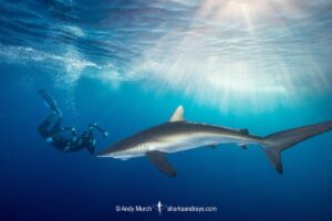 Silky Shark, Carcharhinus falciformis. A requiem shark associated with offshore reefs and blue water. Circumtropical. Socorro Island, Mexico, Eastern Pacific.