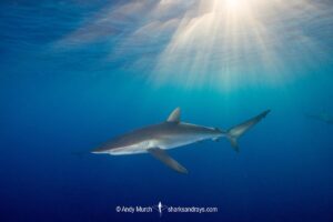 Silky Shark, Carcharhinus falciformis. A requiem shark associated with offshore reefs and blue water. Circumtropical. Socorro Island, Mexico, Eastern Pacific.