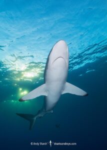 Silky Shark, Carcharhinus falciformis. A requiem shark associated with offshore reefs and blue water. Circumtropical. Socorro Island, Mexico, Eastern Pacific.