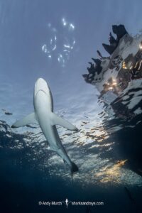 Silky Shark, Carcharhinus falciformis. A requiem shark associated with offshore reefs and blue water. Circumtropical. Socorro Island, Mexico, Eastern Pacific.