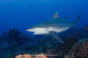 Silvertip Shark, Carcharhinus albimarginatus