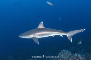 Silvertip Shark, Carcharhinus albimarginatus