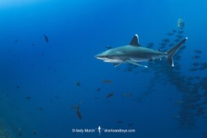 Silvertip Shark, Carcharhinus albimarginatus