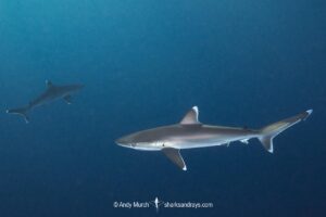 Silvertip Shark, Carcharhinus albimarginatus
