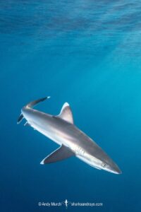 Silvertip Shark, Carcharhinus albimarginatus