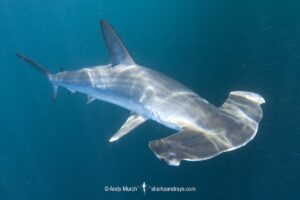 Smooth Hammerhead, Shark Sphyrna zygaena. Sea of Cortez, La Paz, Baja California Sur, Mexico.