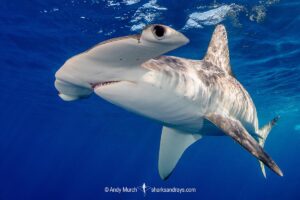 Smooth Hammerhead Shark, Sphyrna zygaena. Cabo San Lucas, Baja, Mexico, Eastern Pacific.