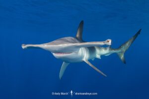 Smooth Hammerhead Shark, Sphyrna zygaena. Cabo San Lucas, Baja, Mexico, Eastern Pacific.