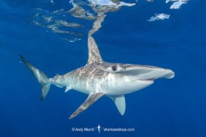 Smooth Hammerhead Shark, Sphyrna zygaena. Cabo San Lucas, Baja, Mexico, Eastern Pacific.