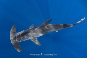 Smooth Hammerhead Shark, Sphyrna zygaena. Cabo San Lucas, Baja, Mexico, Eastern Pacific.