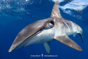 Smooth Hammerhead Shark, Sphyrna zygaena. Cabo San Lucas, Baja, Mexico, Eastern Pacific.
